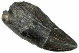 Serrated Tyrannosaur Tooth - Two Medicine Formation #263800-1